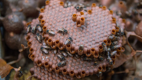 embrapa polinizaçao propolis