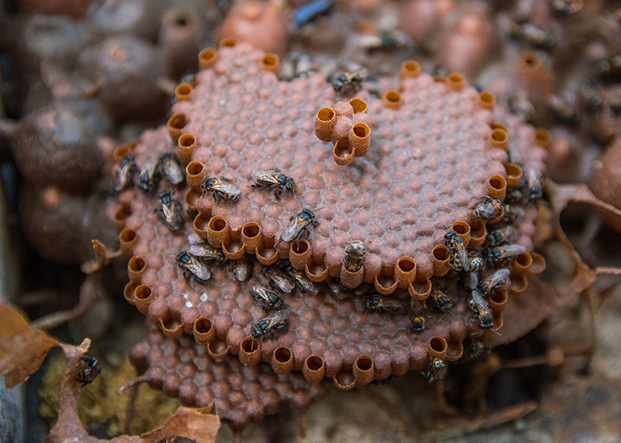 embrapa polinizaçao propolis