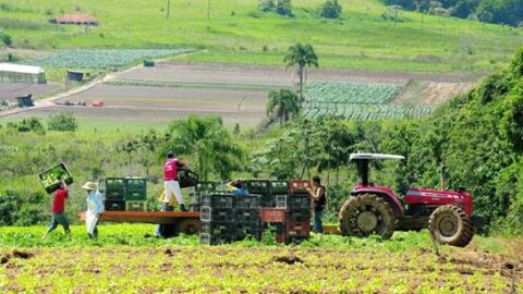 seguro rural governo sao paulo
