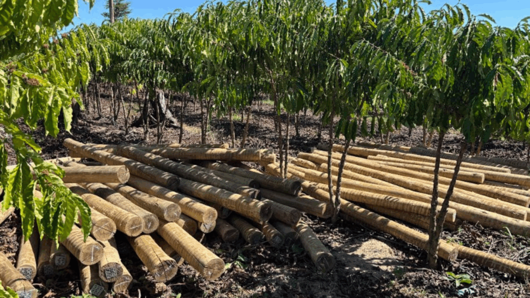 Fundo JBS Amazonia pequeno produtor rural