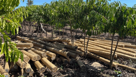 Fundo JBS Amazonia pequeno produtor rural