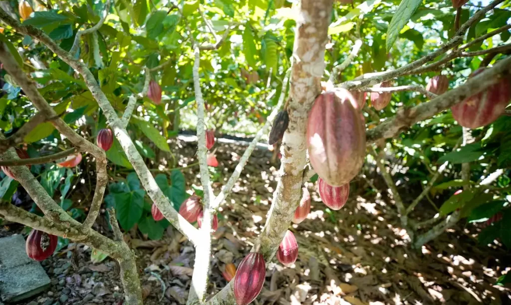 Nestlé, re.green e Barry Callebaut vão plantar e proteger 11 milhões de árvores