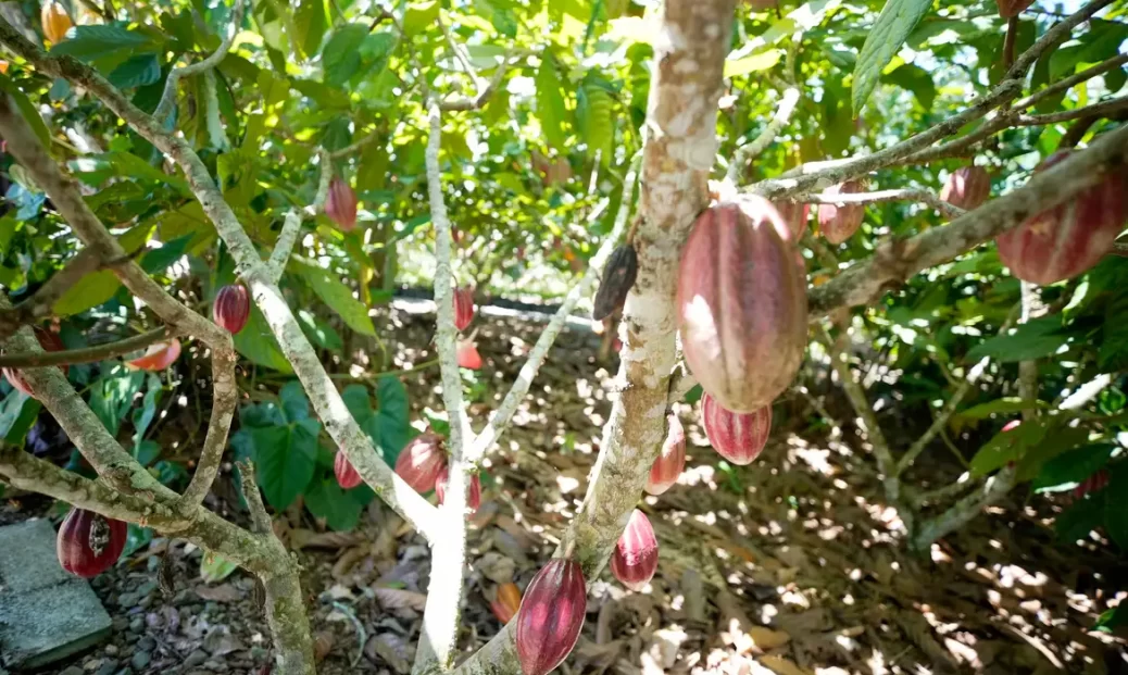 Nestlé, re.green e Barry Callebaut vão plantar e proteger 11 milhões de árvores