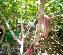 Nestlé, re.green e Barry Callebaut vão plantar e proteger 11 milhões de árvores na Bahia e no Pará, em regiões de produção de cacau e café