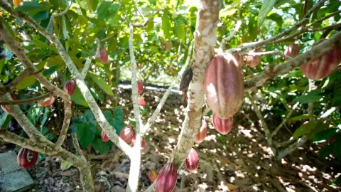 Nestlé, re.green e Barry Callebaut vão plantar e proteger 11 milhões de árvores