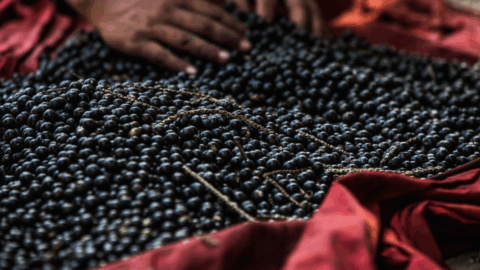 cop30 segurança alimentar floresta amazonica