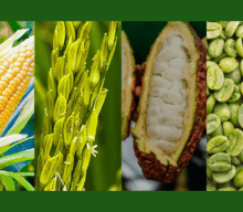 Alta produção e queda nos preços marcam cenário positivo para o abastecimento da indústria de alimentos, aponta ABIA