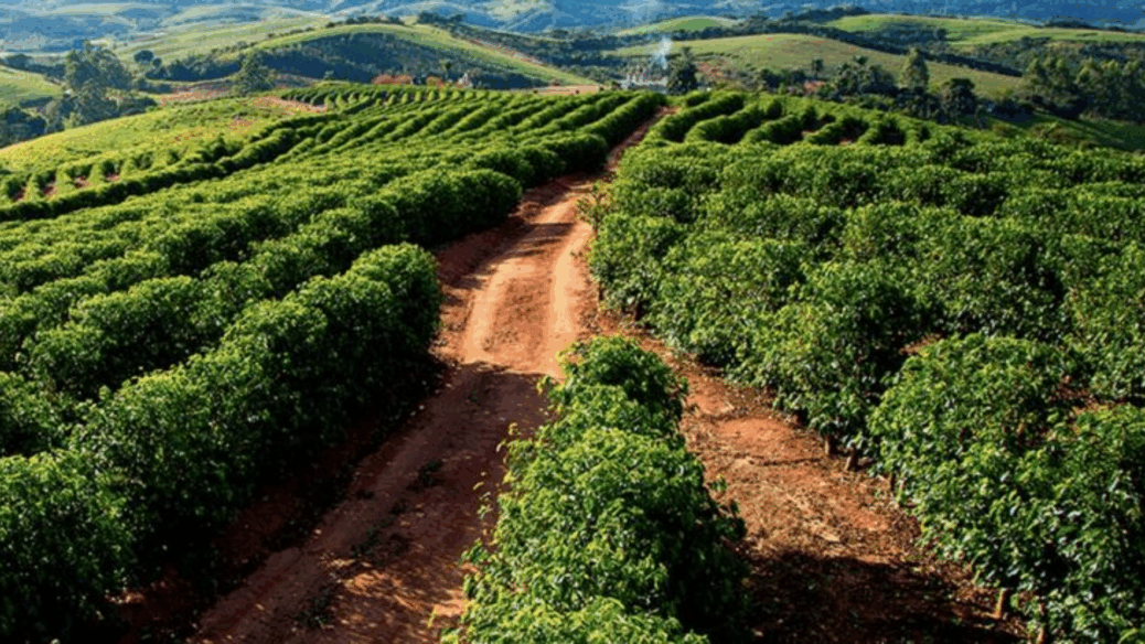 café brasil