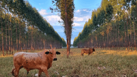 carne carbono neutro ilpf embrapa