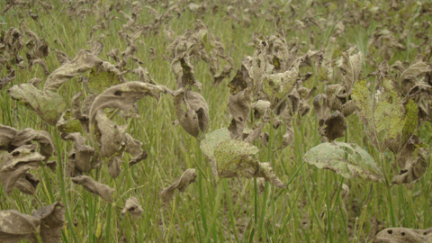 embrapa app gratuito