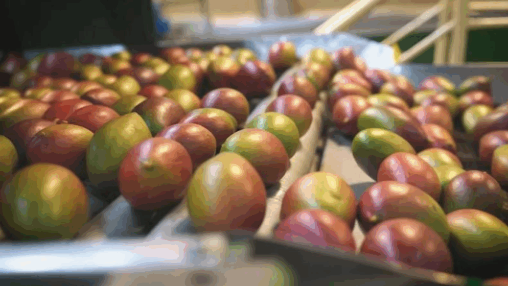 desperdicio de frutas brasil exportaçao