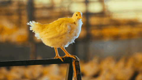 bem-estar animal cobea webinar