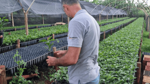 café indicação geográfica go genetics