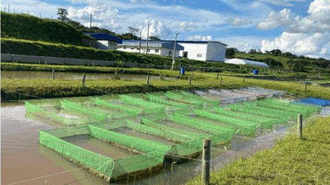 aquicultura piscicultura cop30 instituto de pesca São Paulo
