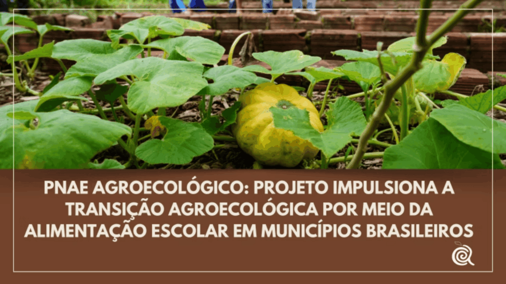 pnae agroecologico alimentação escolar