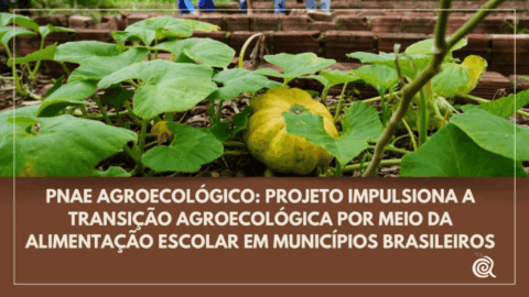 pnae agroecologico alimentação escolar