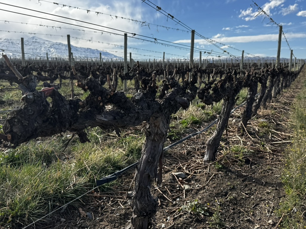 vinhedo Chandon Mendoza