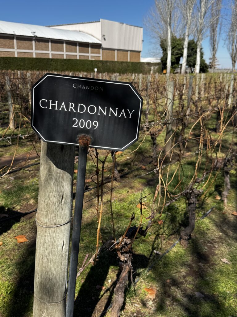 Chandon Mendoza vinhedo Chardonnay