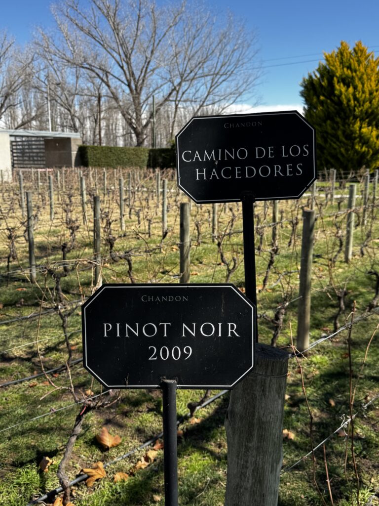 vinhedo pinot noir Chandon Mendoza