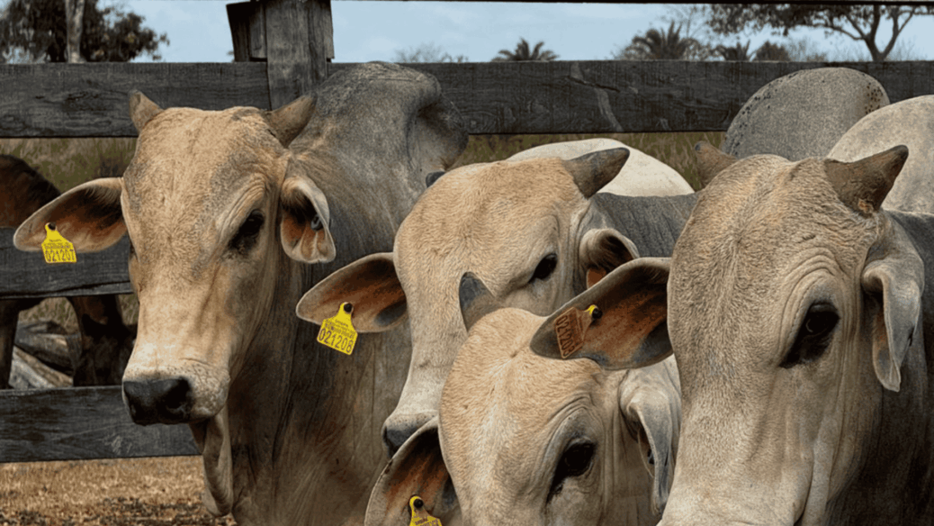 JBS Friboi brincos rastreabilidade RFID