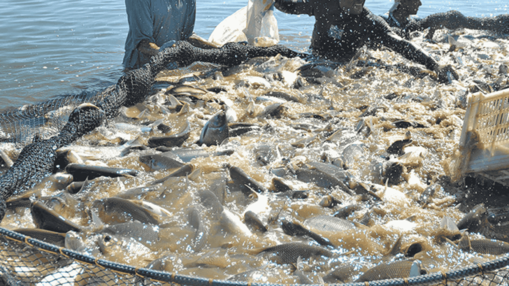 piscicultura ADM Embrapa Tocantins dia de campo