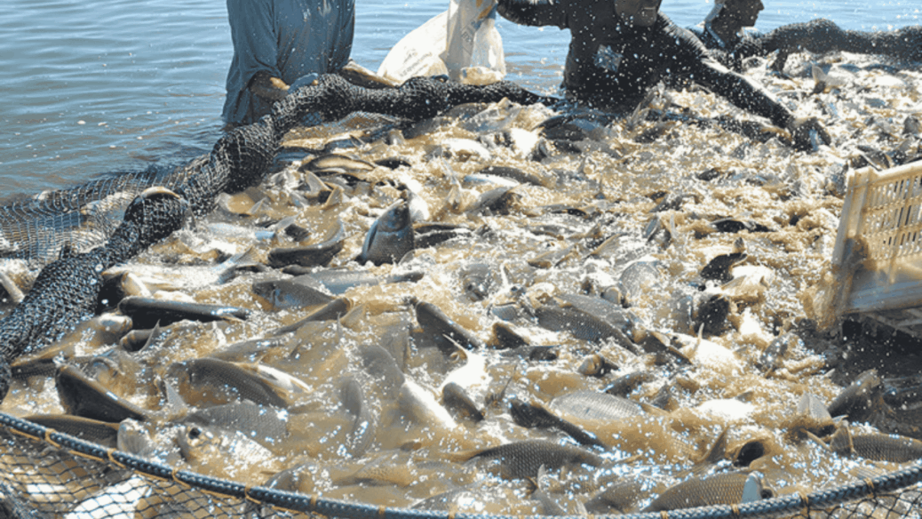 piscicultura ADM Embrapa Tocantins dia de campo
