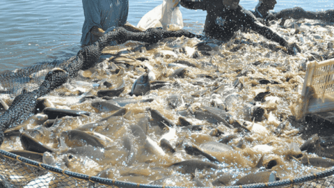 piscicultura ADM Embrapa Tocantins dia de campo