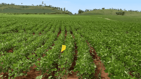 embrapa planetscope monitoramento agricola ai