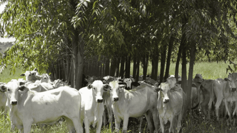 ILPF SAF Embrapa sustentabilidade COP30