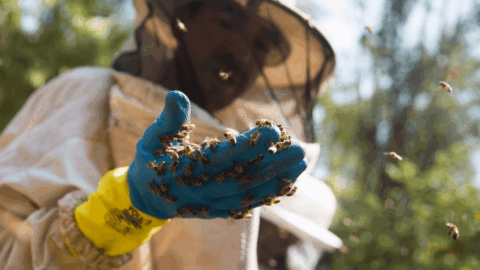 mel indicaçao geografica São Paulo