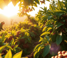 Nestlé expande Nescafé Plan no Brasil e amplia impacto da cafeicultura regenerativa