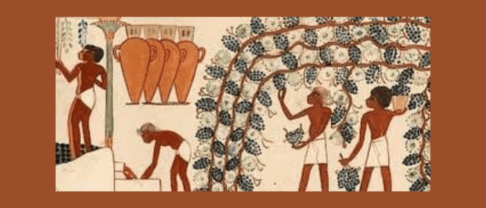 vinho egito food forum news