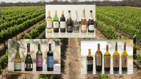 vinhos vale do são francisco prowine são paulo