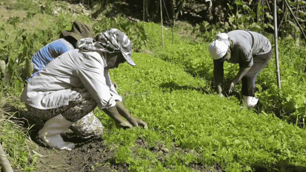 BNDES financiamento agricola crédito produtores rurais