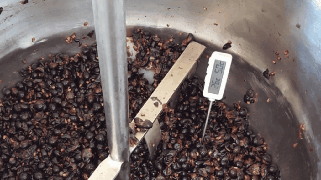Embrapa uva Syrah Pernambuco