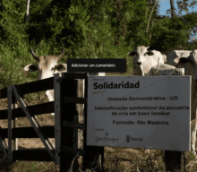 Produtividade da pecuária familiar na Amazônia dispara 64% com adoção de agricultura regenerativa