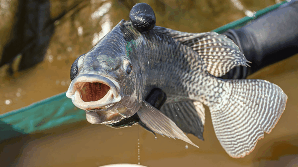 tilapia brasil exportação embrapa