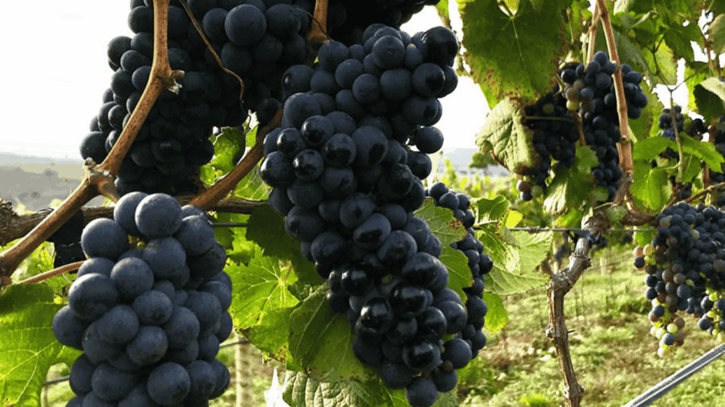 uva syrah embrapa pernambuco