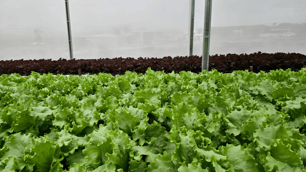 embrapa irrigação agua reuso