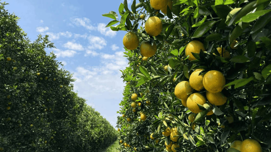 laranja e cana - estudo embrapa novas áreas