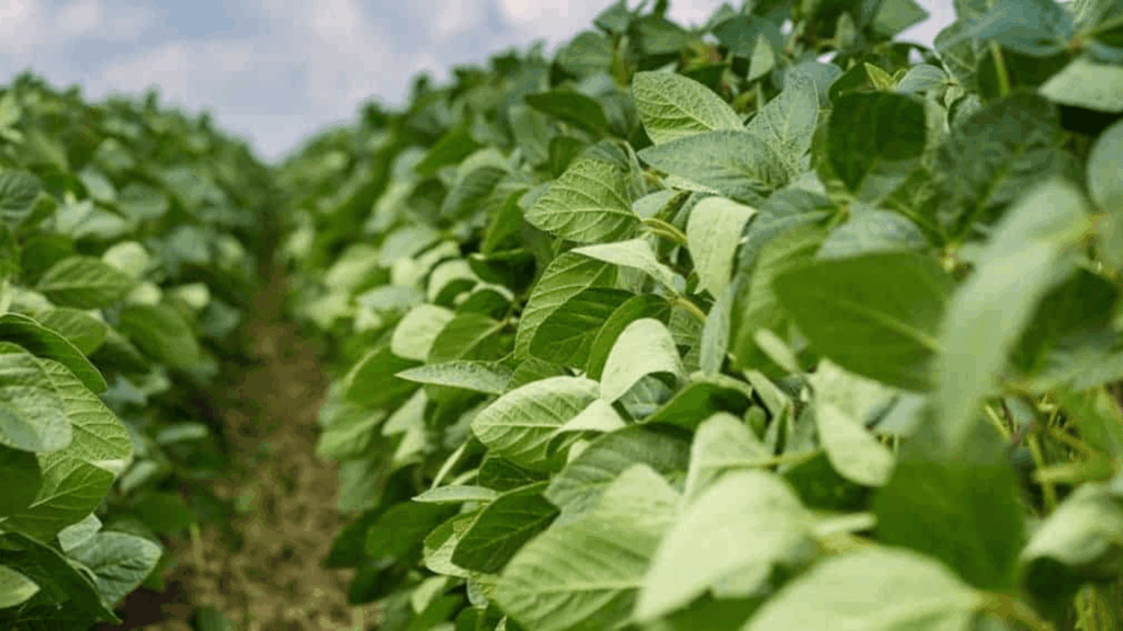 soja plantio Brasil 2025