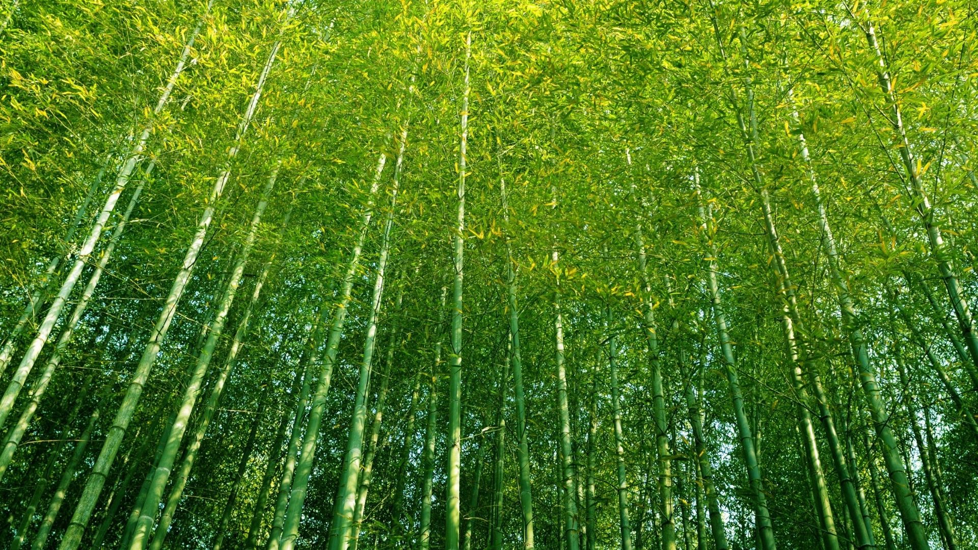 bambu superfood superalimento