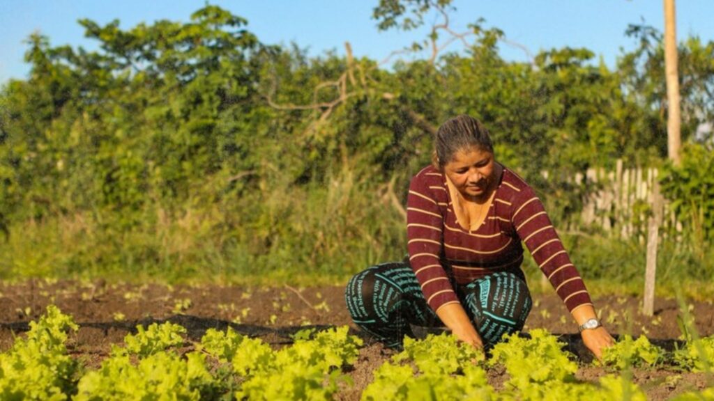 MDS agricultura familiar pequeno produtor rural