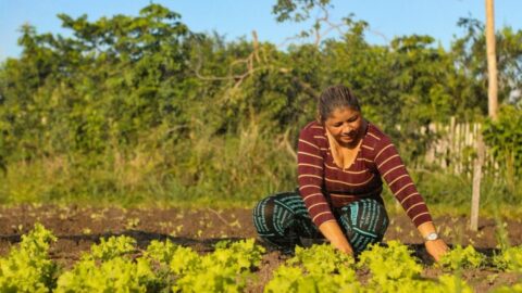 MDS agricultura familiar pequeno produtor rural