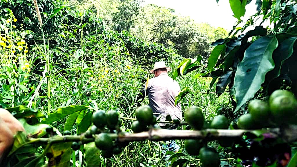 mix plantaçao café agricultura regenerativa
