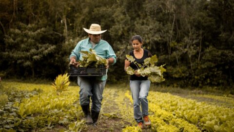 BNDES Crédito Agricola