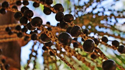 açai Pará Polpanorte