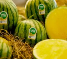 Melancia Pingo Doce chega à Fruit Attraction como plataforma de marca e modelo integrado de produção