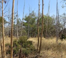 IA e satélites revelam terras agrícolas abandonadas no Cerrado, revela Embrapa