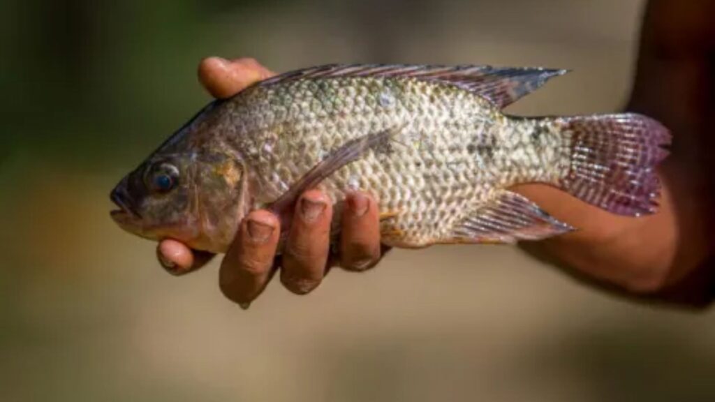 peixebr seafood 2026